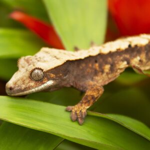 HARLEQUIN Crested Gecko (LIVE)