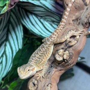 Bearded Dragon Mixed Morth With Red Monster