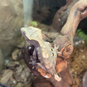 Crested Gecko (LIVE)