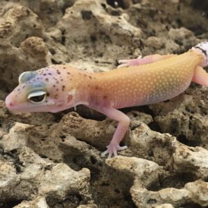 Sub-Adult SUPER HYPO Leopard Gecko (Eublepharis macularius)