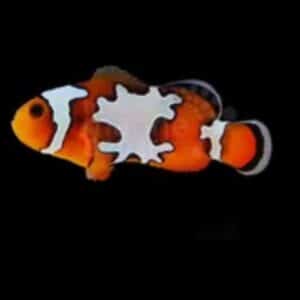 Aquacultured Clown - Snowflake