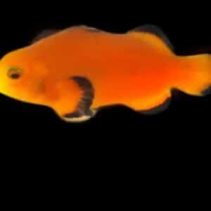 Aquacultured Clown - Naked Ocellaris