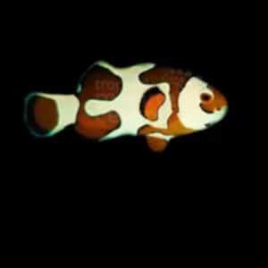 Aquacultured Clown - Orange Storm