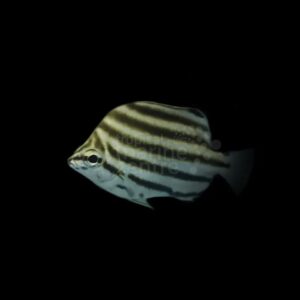 Stripeys