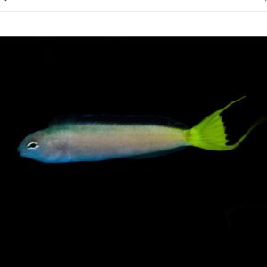 African Blenny
