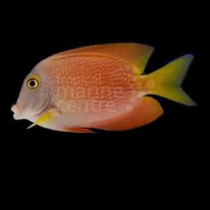 Silver Spot Tang