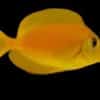 Orange Shoulder Tang : Juvenile