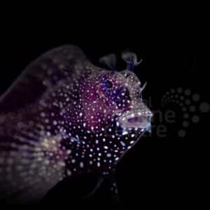 Jewel Algae Blenny