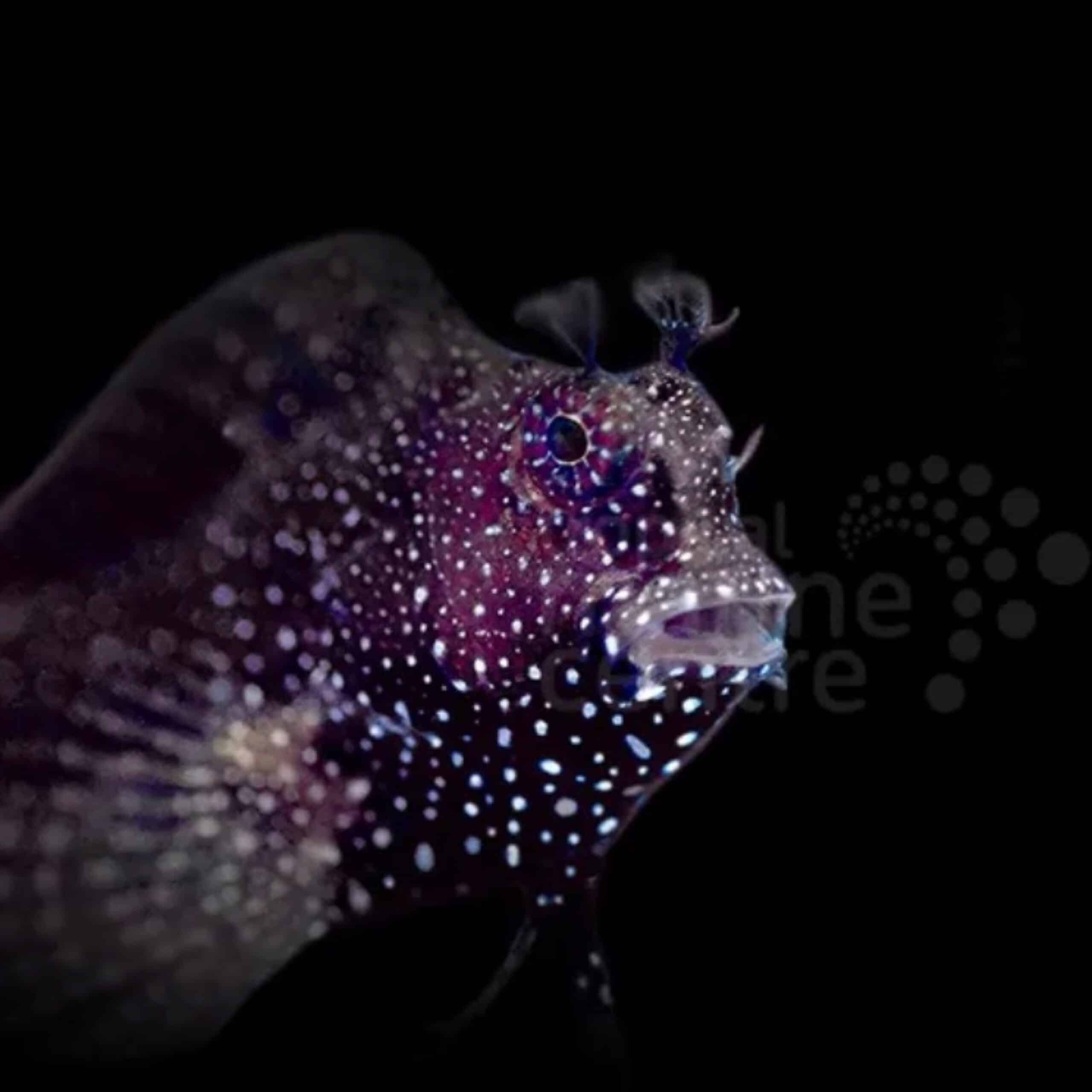 Jewel Algae Blenny