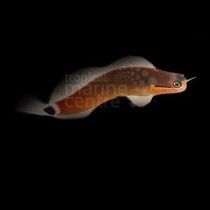 Goldstreak Blenny