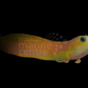 Midas Blenny