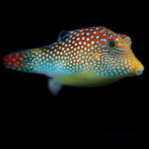 Puffer - Blue Spot