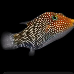 Puffer - Maldive