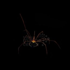 Arrowhead Crab