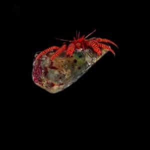 Hermit Crab - Haw. Orange