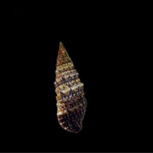 Cerith Snail