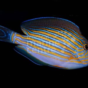 Clown Tang