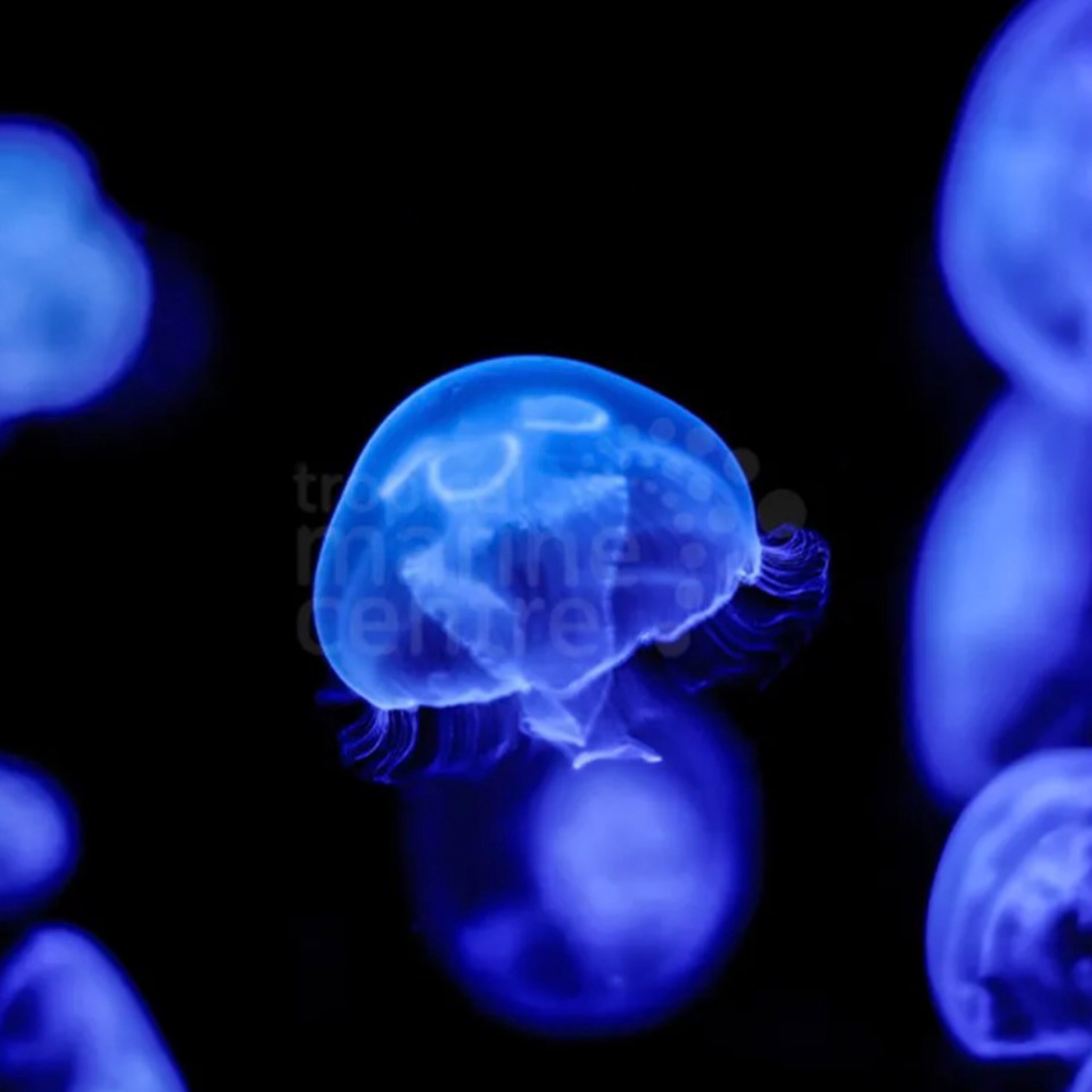Moon Jellyfish - Aquacultured