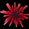 Red Pencil Urchin