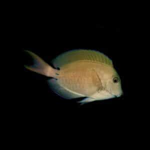 Lavender Tang
