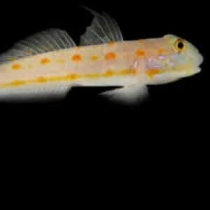 Orange Spot Goby