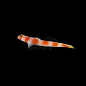 Suntail Goby