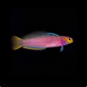Firefish - Lilac