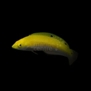 Silver Belly Wrasse