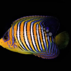 Regal Angel - West Ind Ocean