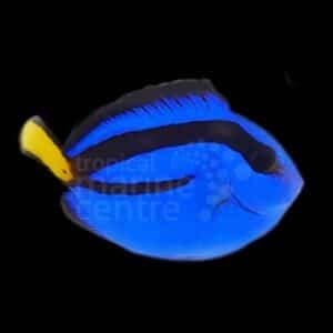 Regal Tang