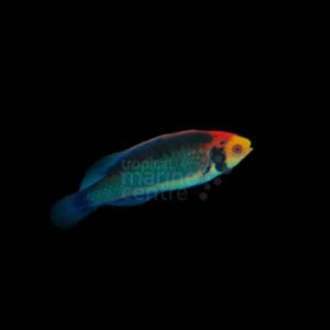 Koi Dwarf Parrot