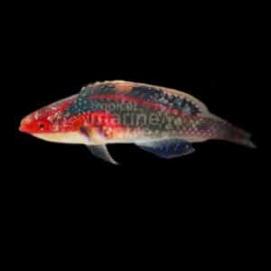Multicolour Dwarf Parrot