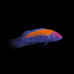 Gold Flash Dwarf Parrot / Orange-Back Fairy Wrasse