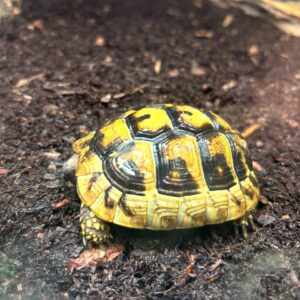 Hermann Tortoise