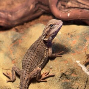Bearded Dragon Female G Stripe