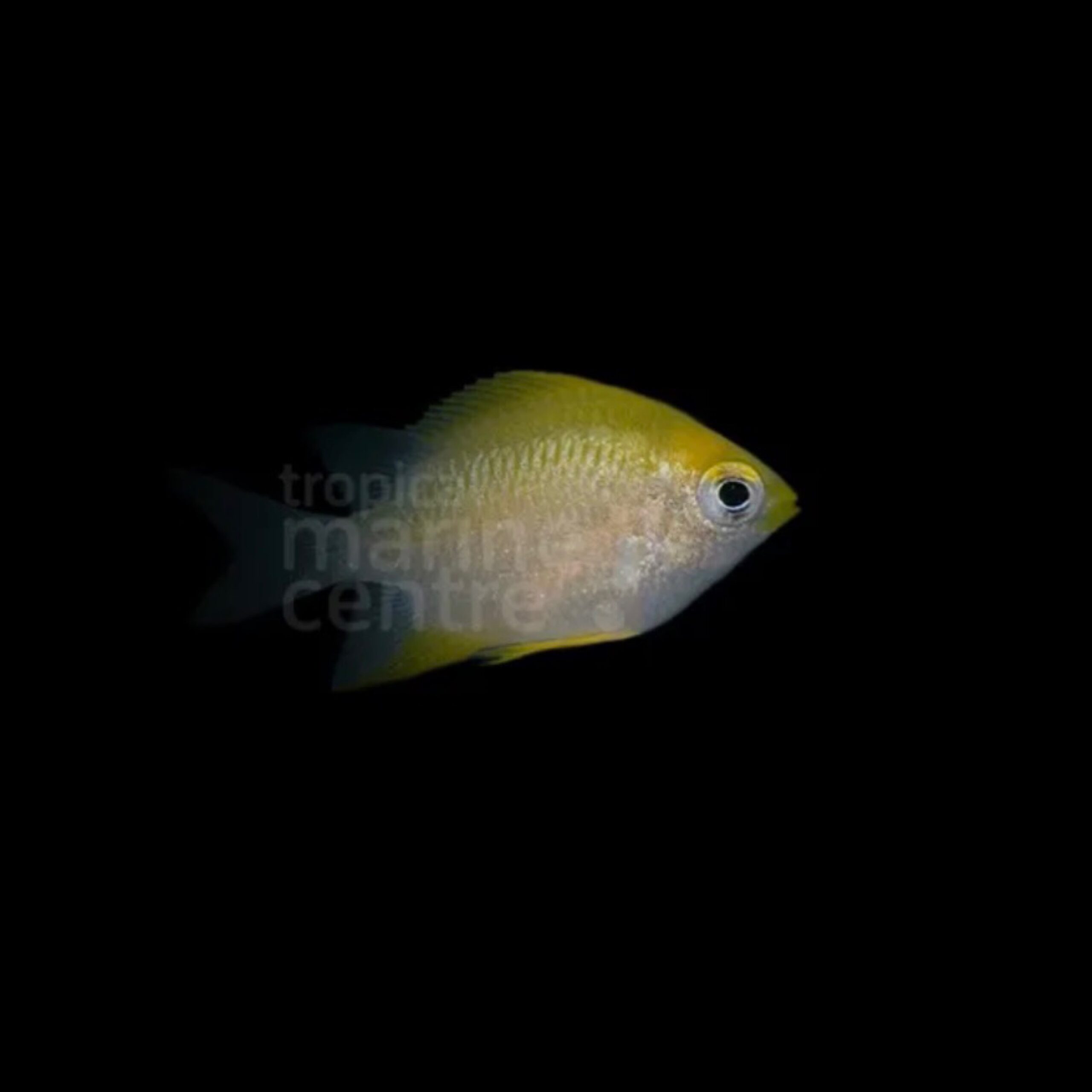 Lemon Damsel