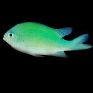 Green Chromis