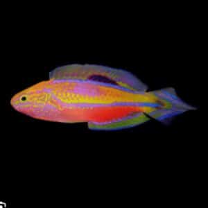 Pintail Fairy Wrasse