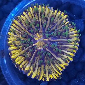 Ultra Plate Coral  WYSIWYG