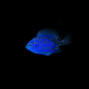 Royal Blue Damsel