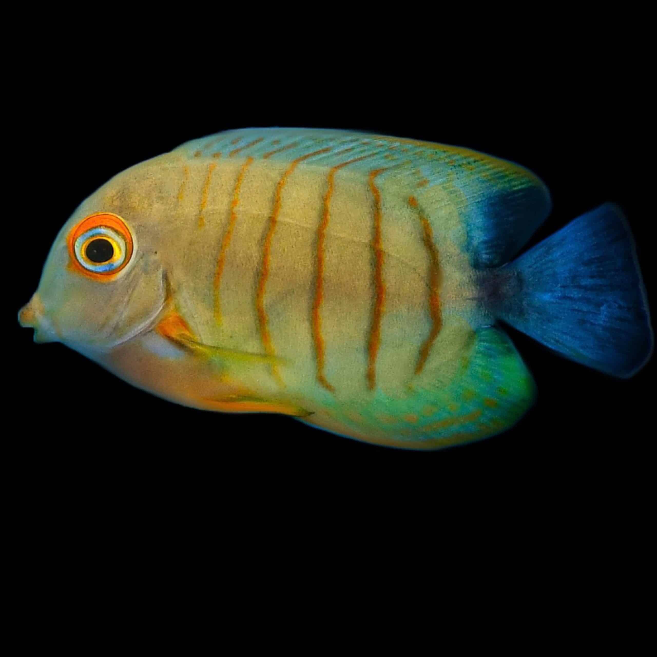 Red Stripe Mimic Tang