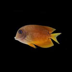 Blue Eye KoleTang