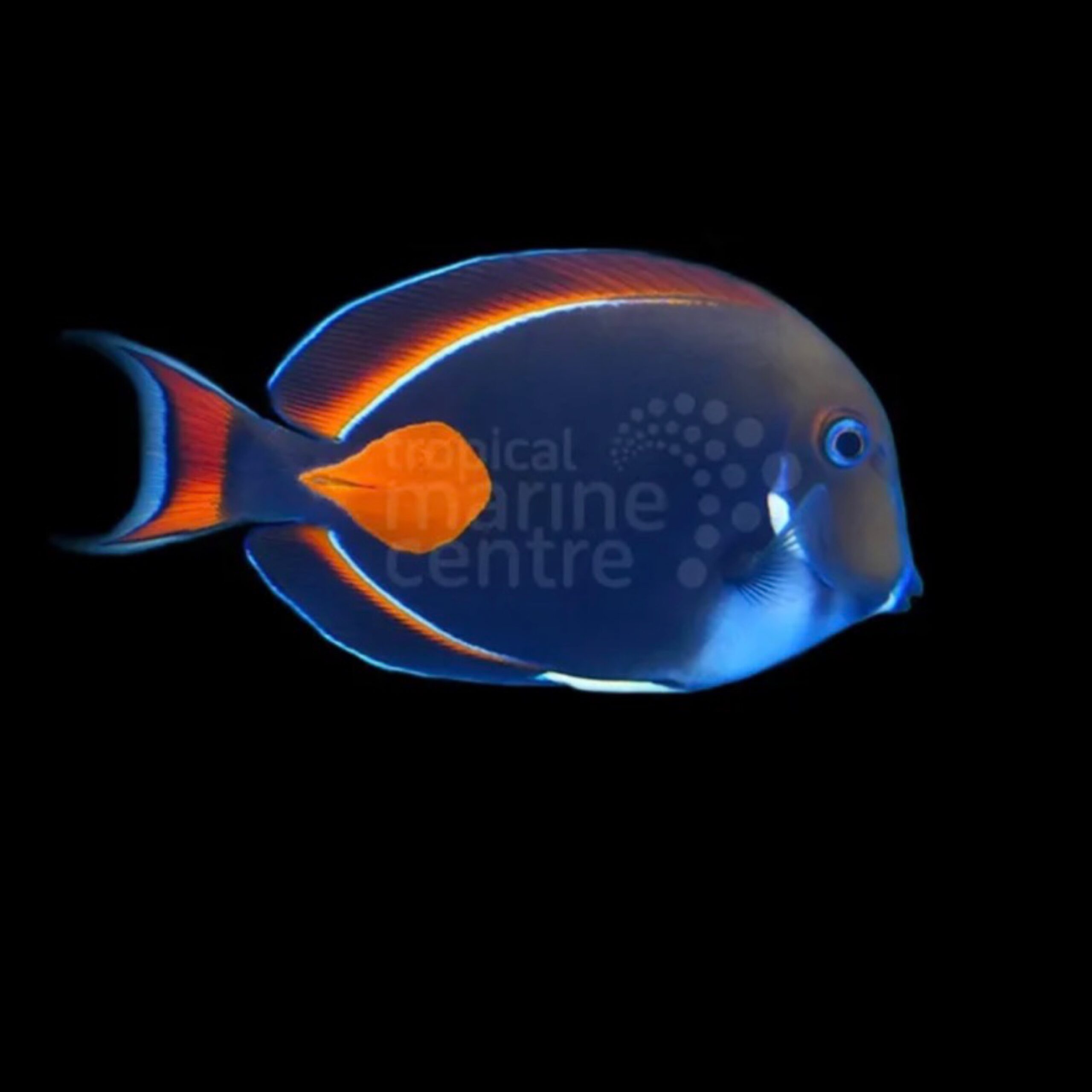 Achilles Tang Medium