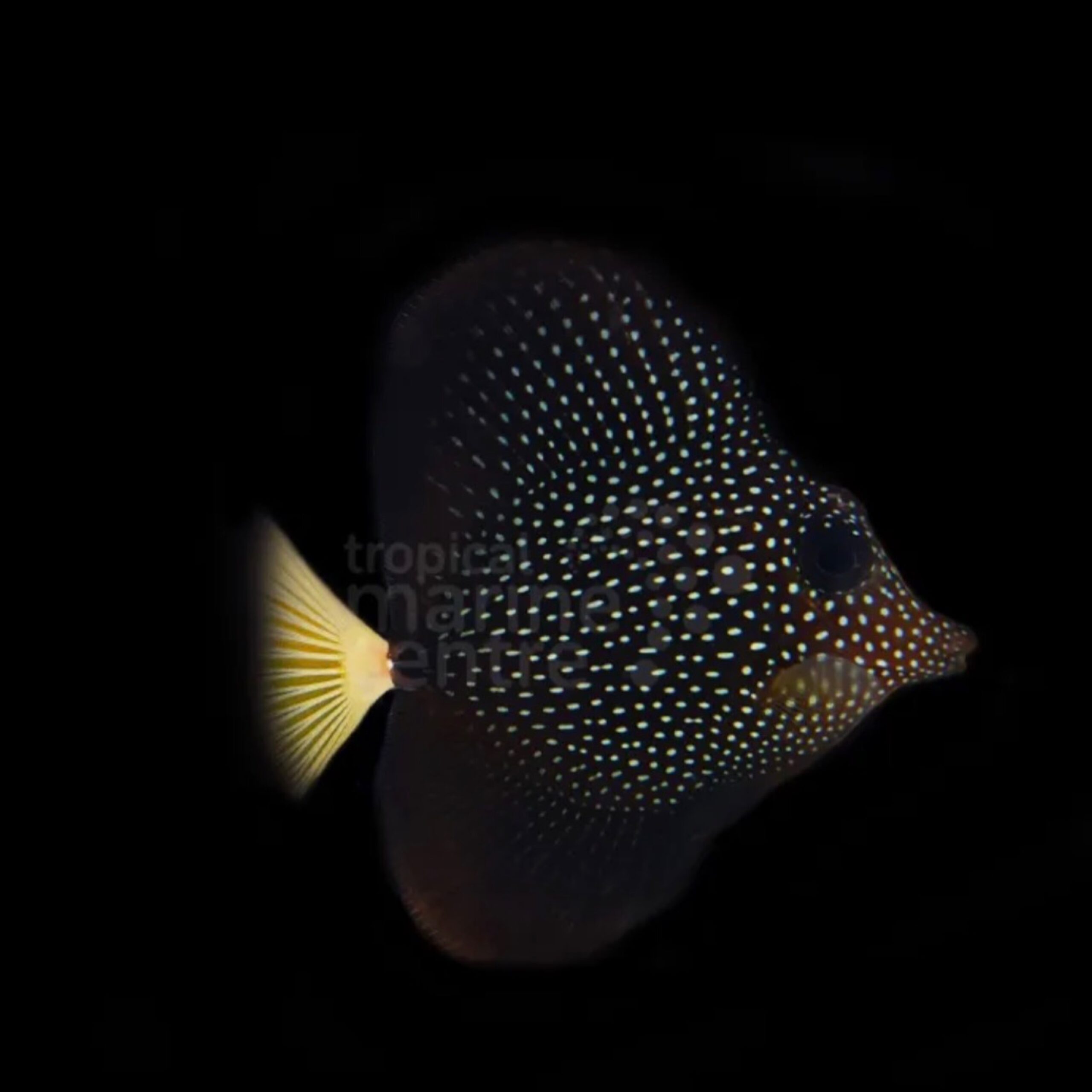 Gem Tang Small