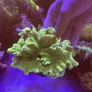 Green Cabbage Coral WYSIWYG