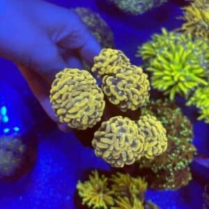 Gold Hammer Colony WYSIWYG