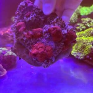 Mushrrom Colony WTSIWYG