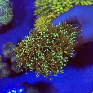 Gold Torch Colony 7 Head WYSIWYG