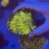Gold Torch Coral WYSIWYG