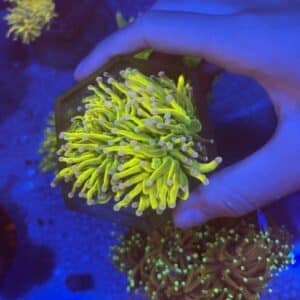 Gold Torch Coral WYSIWYG